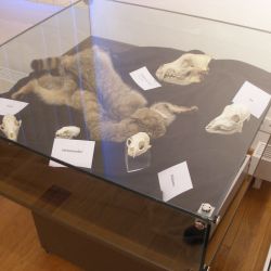 Wanderausstellung Wildkatzen Glaskasten.jpg