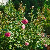 Farbe 3.JPG