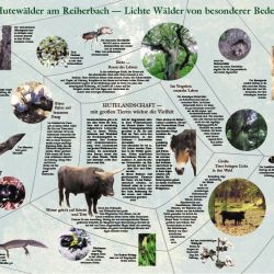 3C-5-III Hutewaldprojekt große Infotafel.jpg